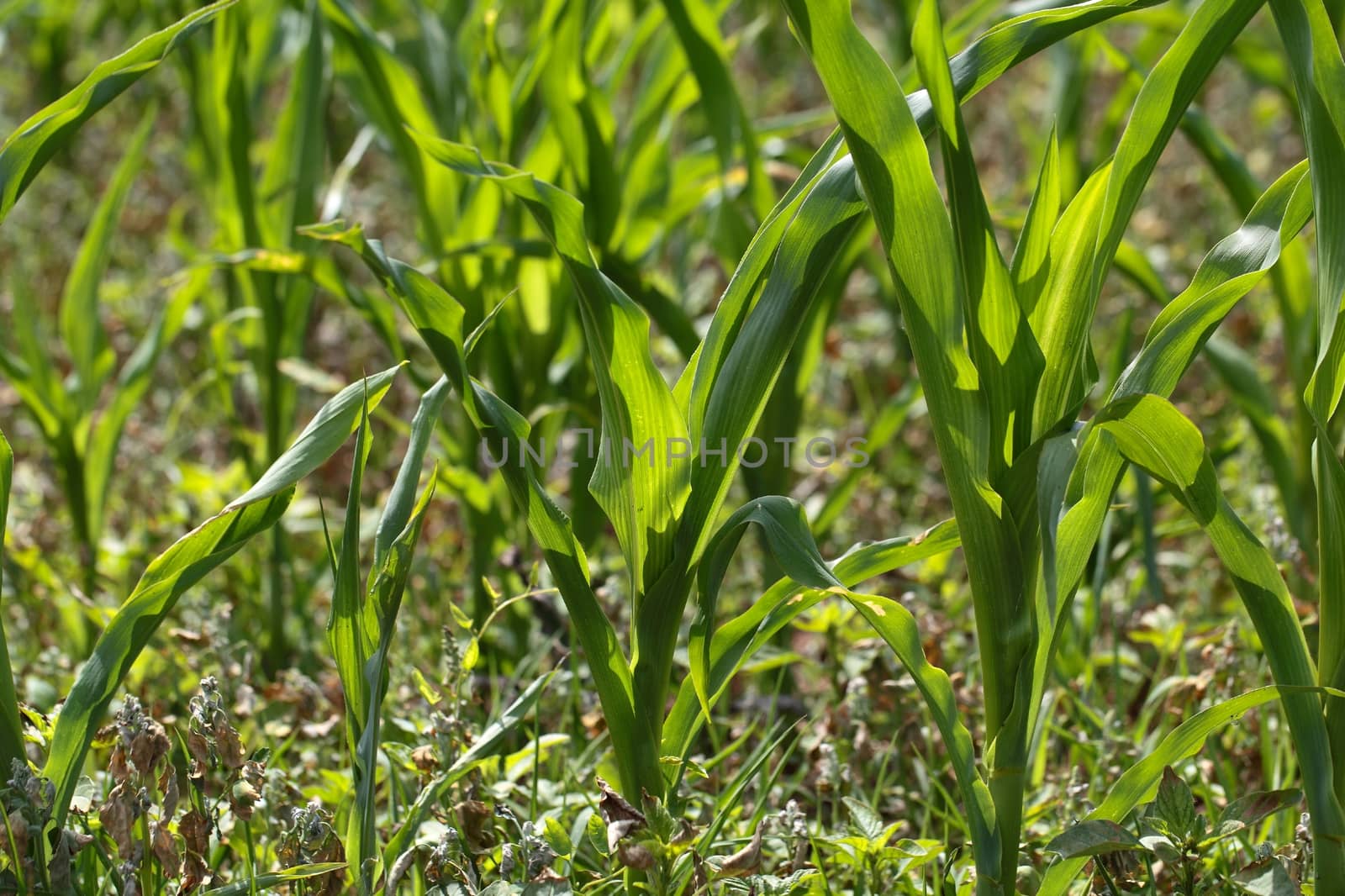 Young maize plants in a dry field in summer.