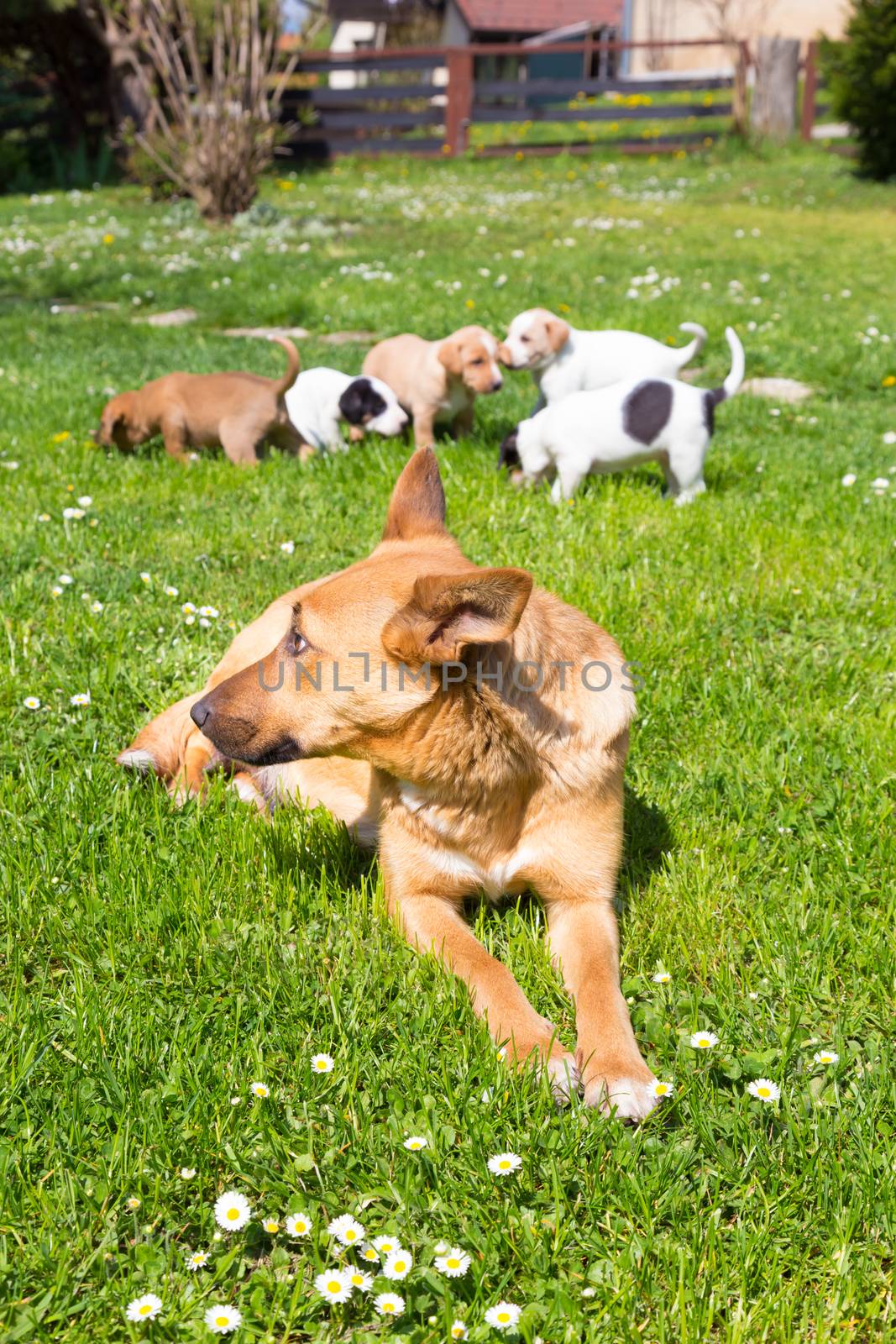 Mixed-breed cute little dog family. by kasto