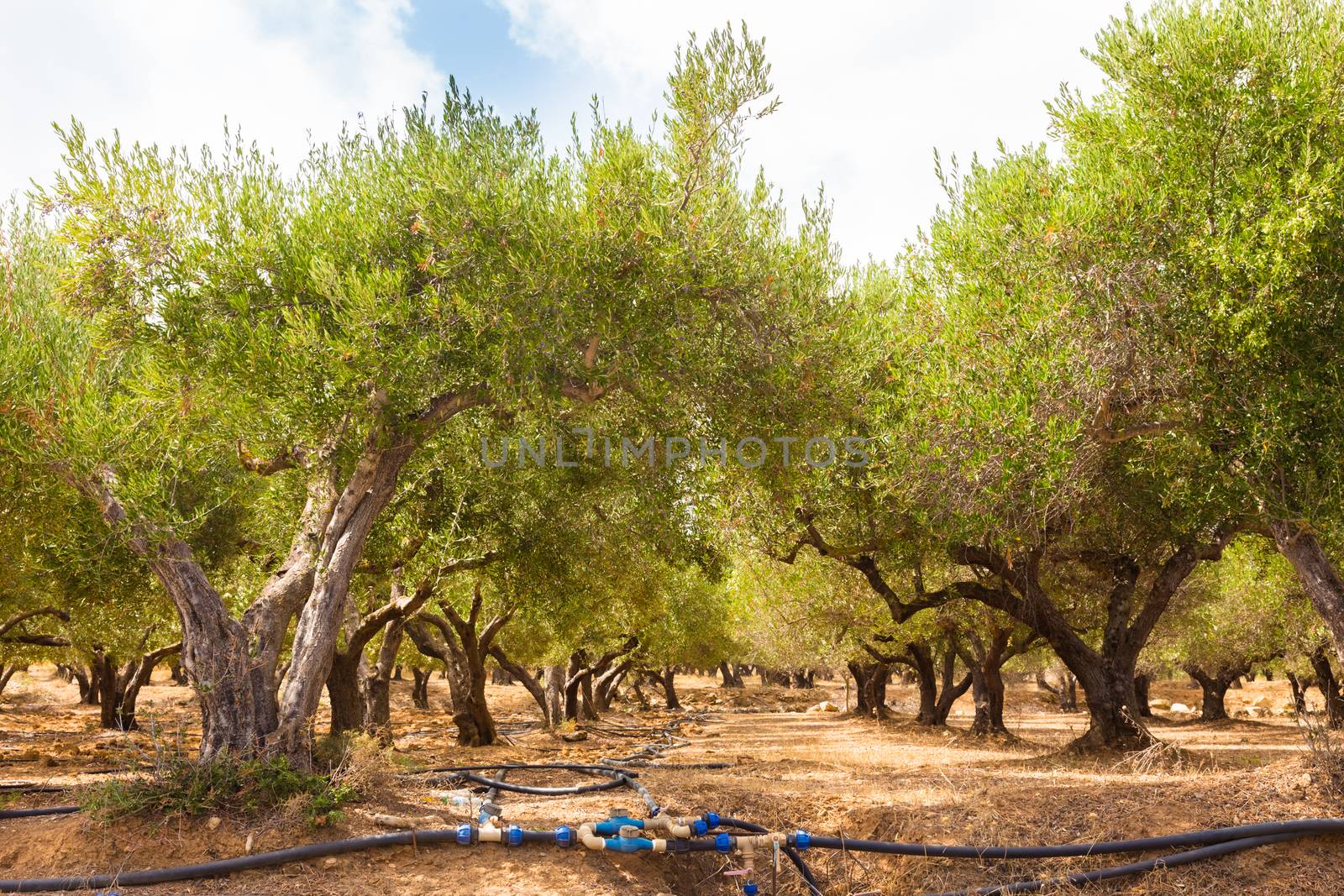 Irrigated olive grove on a hot summer day on Crete island, Greece.