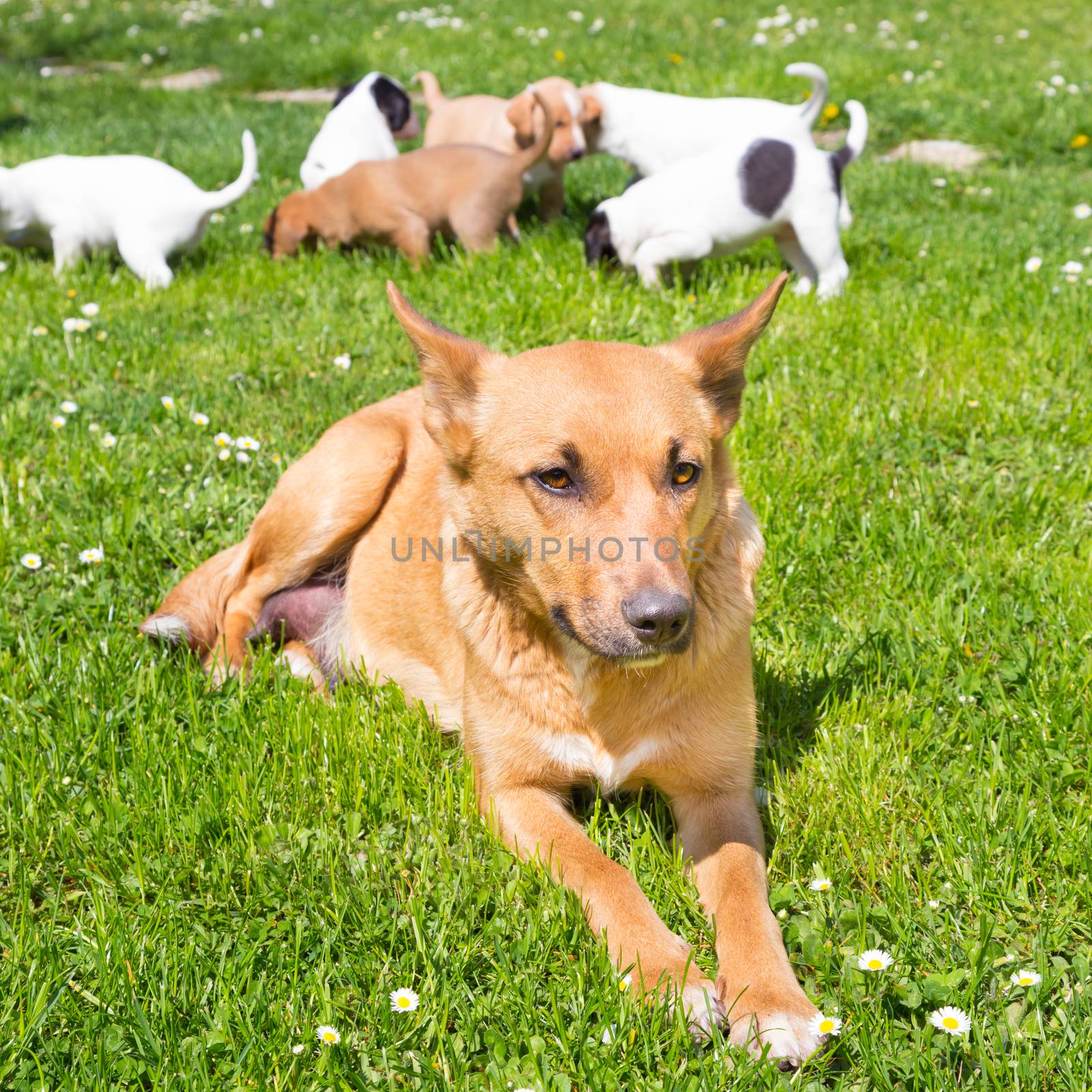 Mixed-breed cute little puppies playing with her dog mom outdoors on a meadow on a sunny spring day.