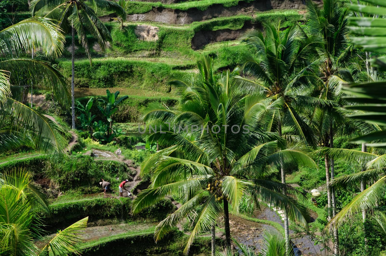 Beautiful green terrace paddy fields on Bali, Indonesia