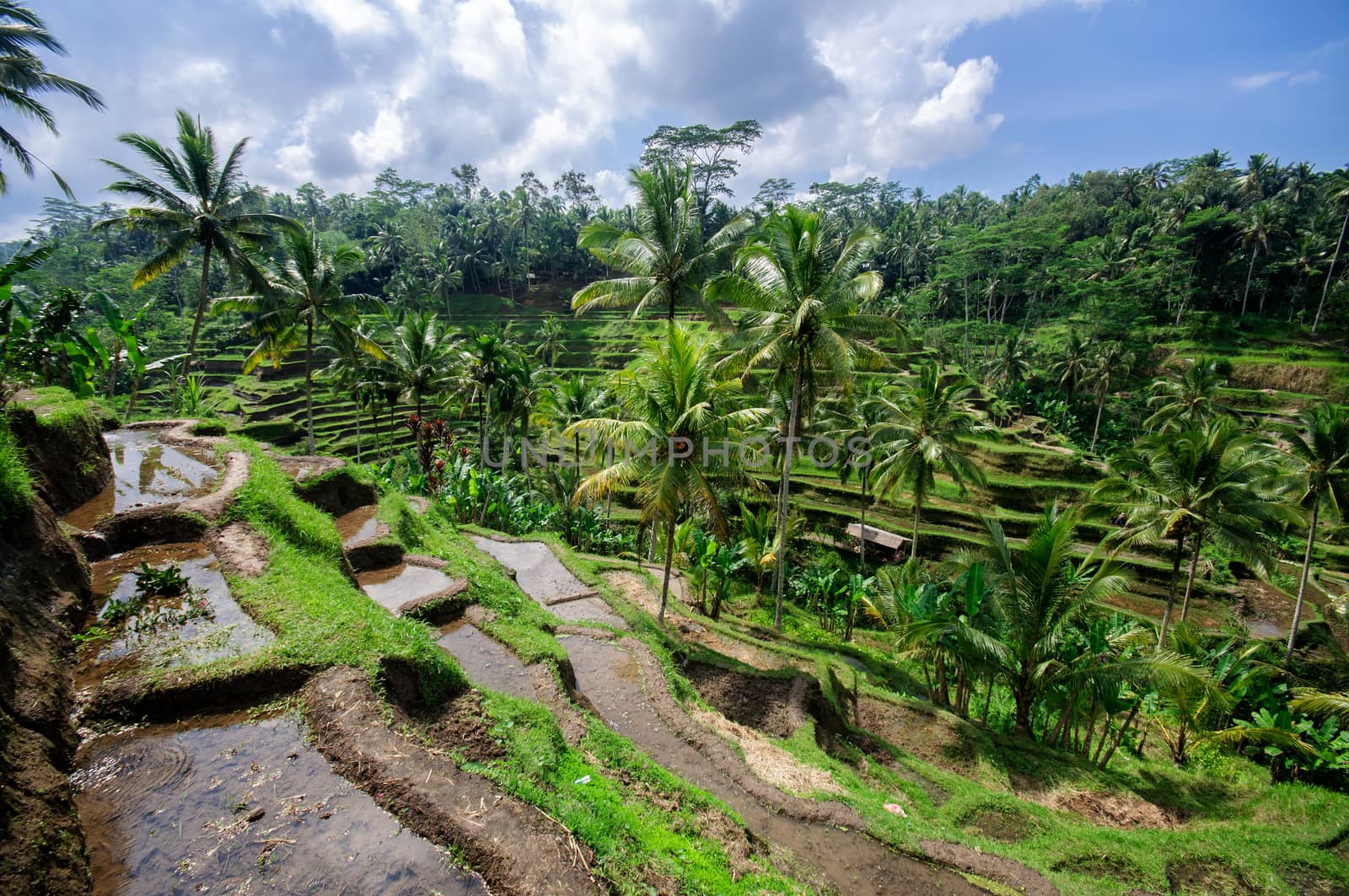 Beautiful green terrace paddy fields on Bali, Indonesia