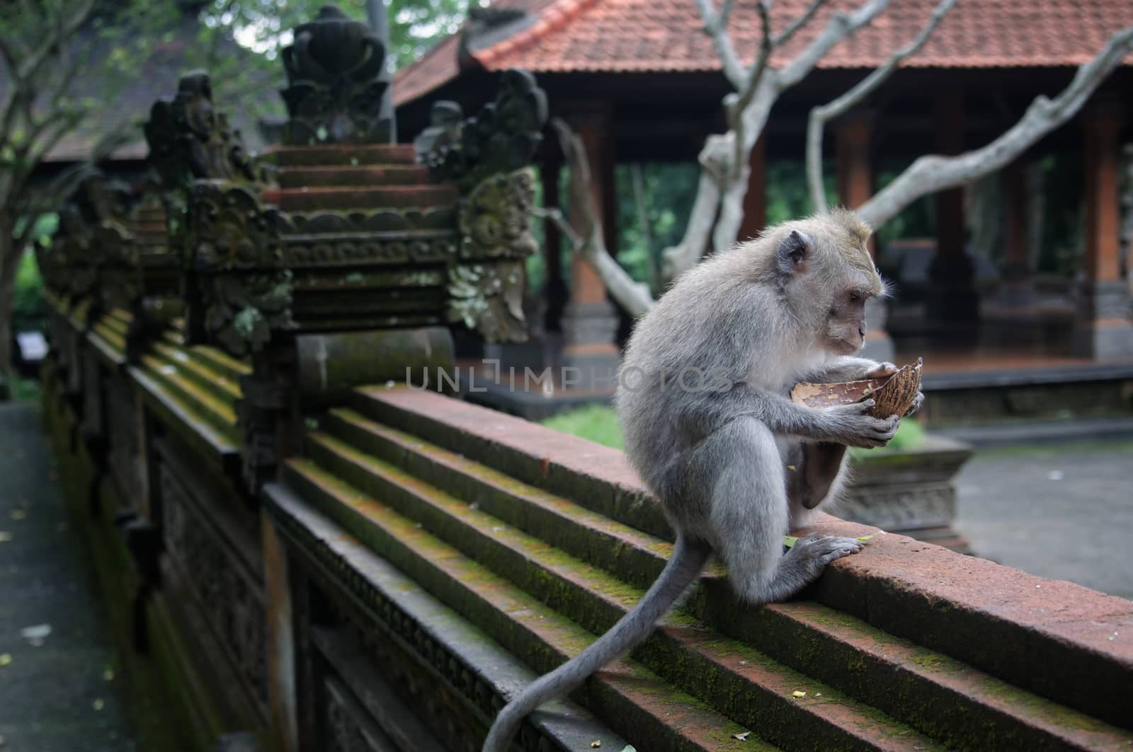 Padangtegal Monkey Forest, Wenara Wana, sacred sanctuary and touristic destination in Ubud, Bali, Indonesia
