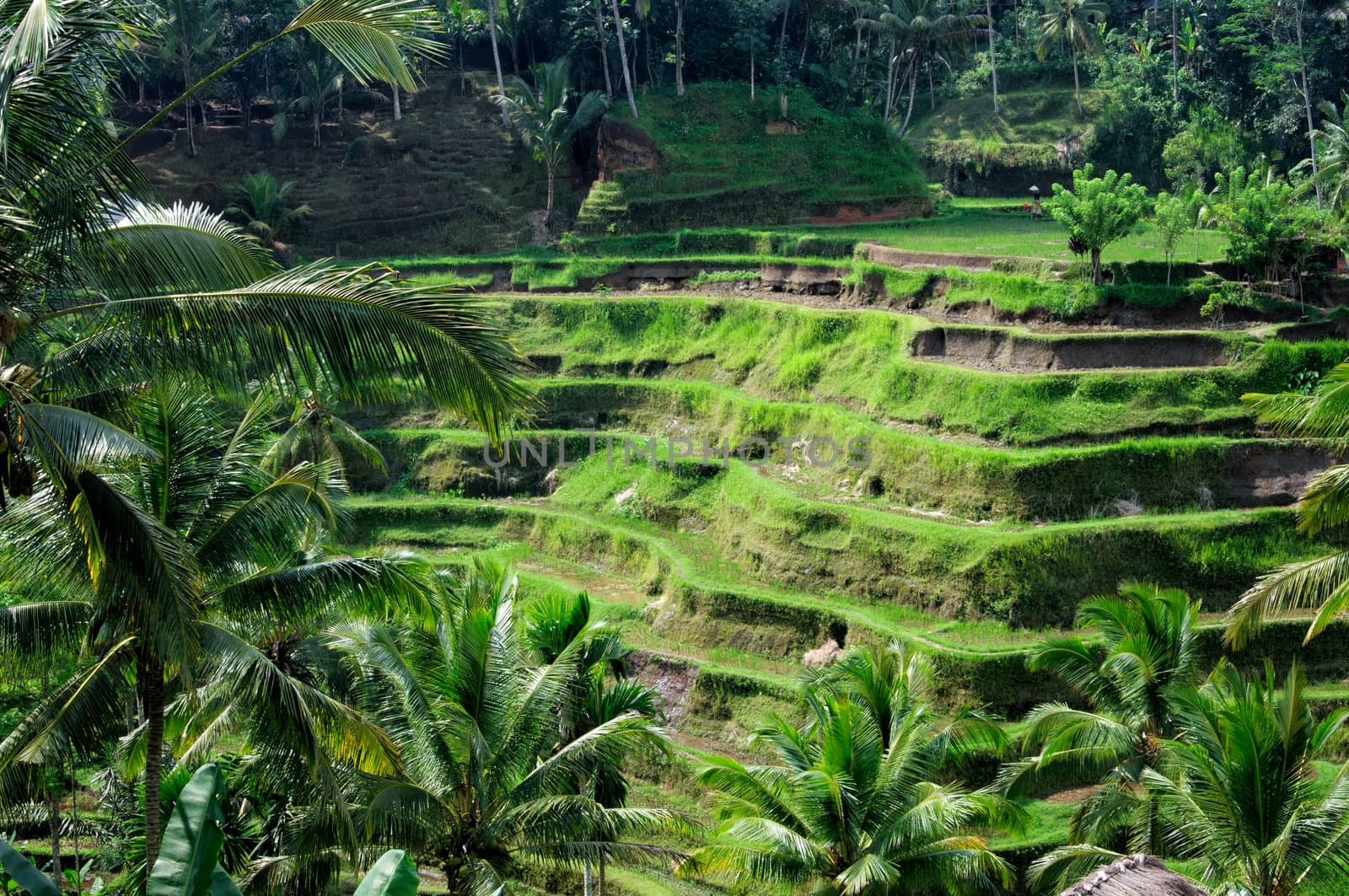 Beautiful green terrace paddy fields on Bali, Indonesia