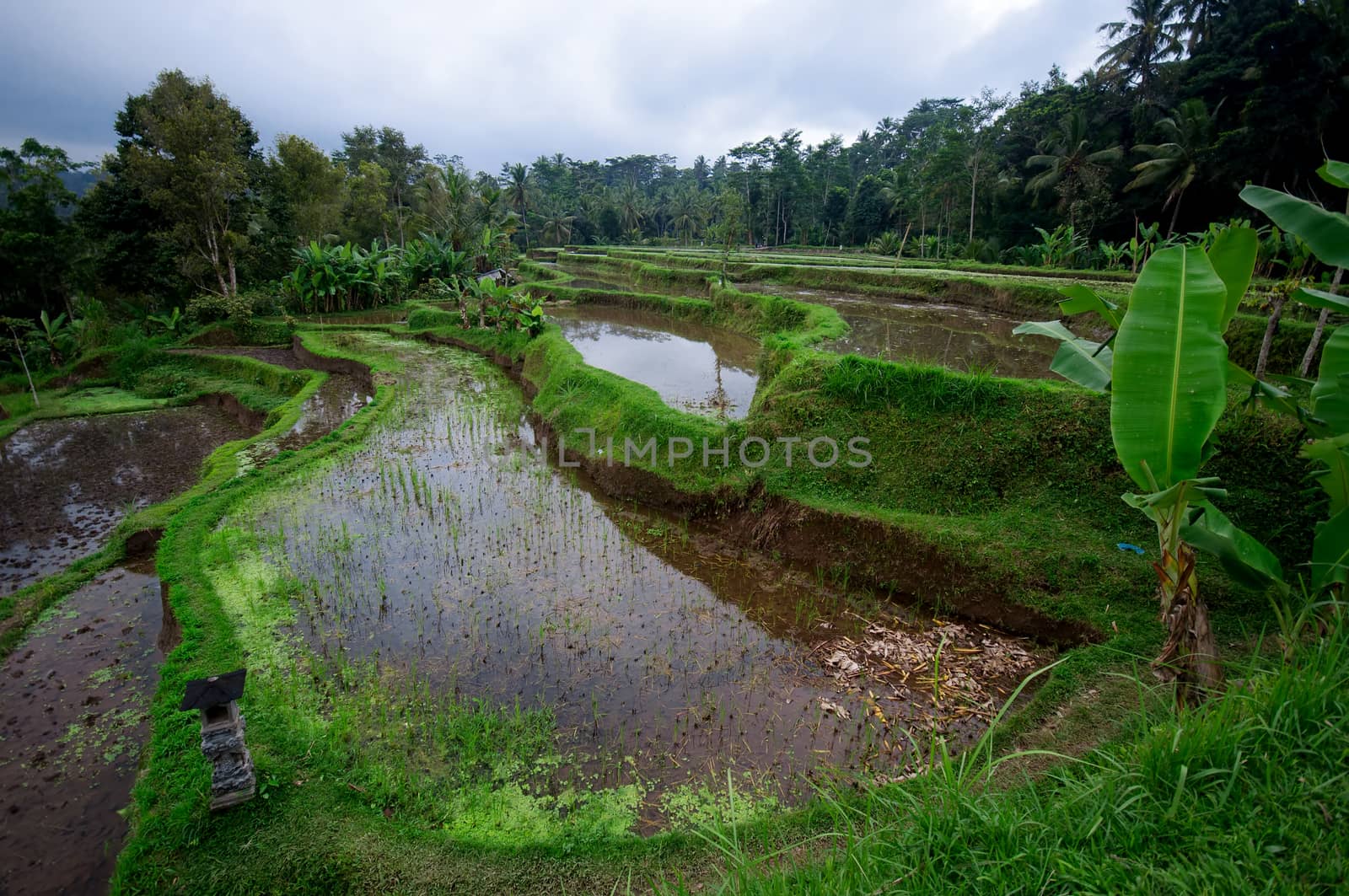 Terrace rice fields on Bali, Indonesia by johnnychaos