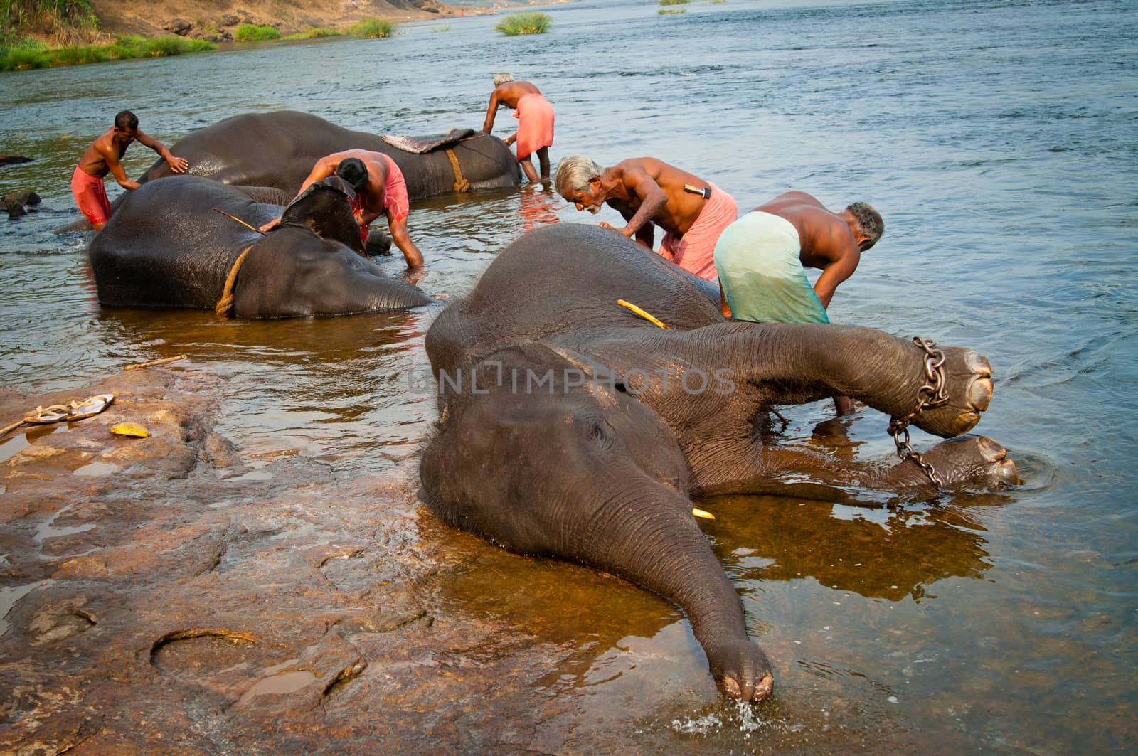 ERNAKULUM, INDIA - MARCH 26, 2012: Trainers bathing elephants from the sanctuary. by johnnychaos