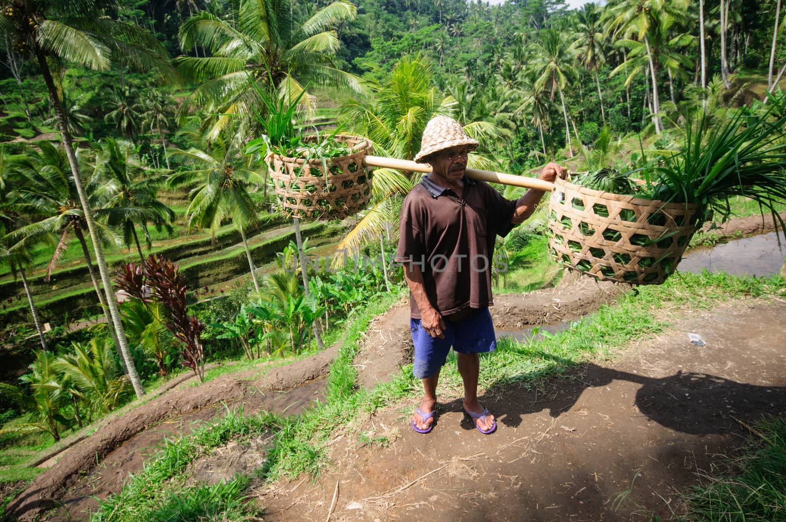 BALI, INDONESIA - JULY , 2014: Farmer holding baskets.Terrace rice fields on Bali, Indonesia by johnnychaos