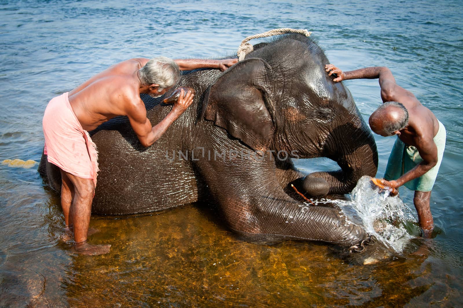 ERNAKULUM, INDIA - MARCH 26, 2012: Trainers bathing elephants from the sanctuary. by johnnychaos