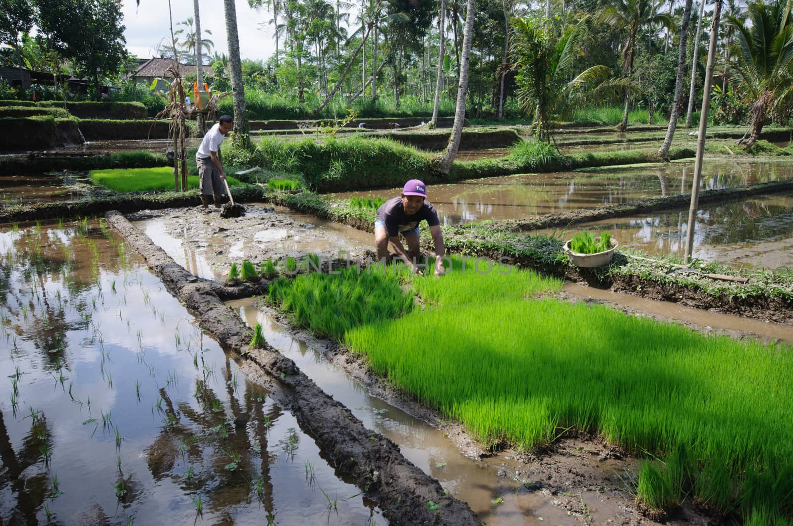 BALI, INDONESIA - JULY , 2014: Farmers working on terrace rice fields on Bali, Indonesia by johnnychaos