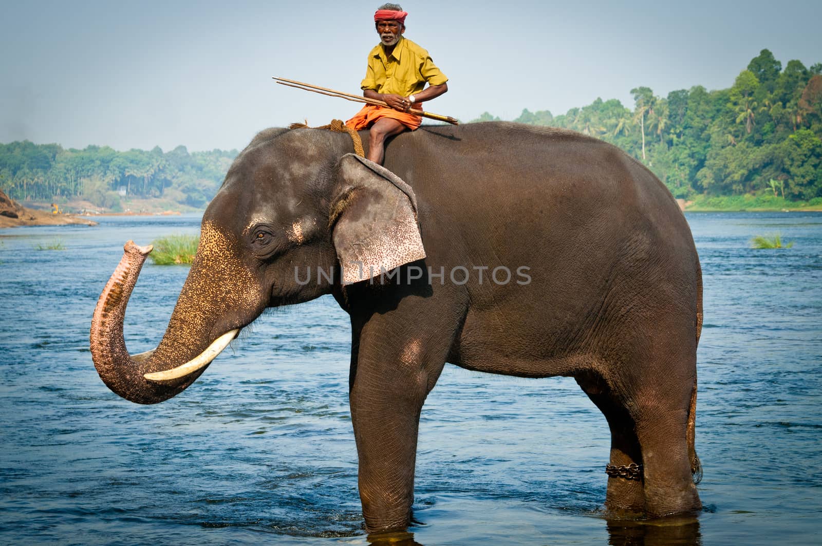 ERNAKULUM, INDIA - MARCH 26, 2012: Trainers bathing elephants from the sanctuary. by johnnychaos