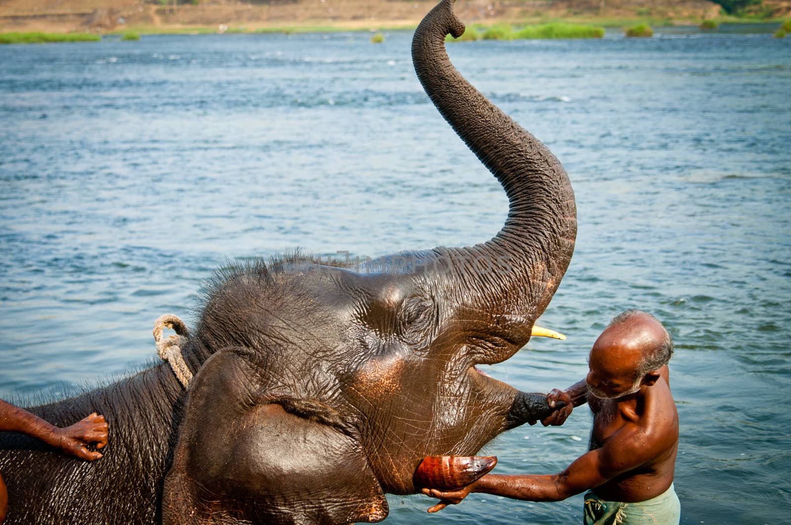 ERNAKULUM, INDIA - MARCH 26, 2012: Trainers bathing elephants from the sanctuary. by johnnychaos