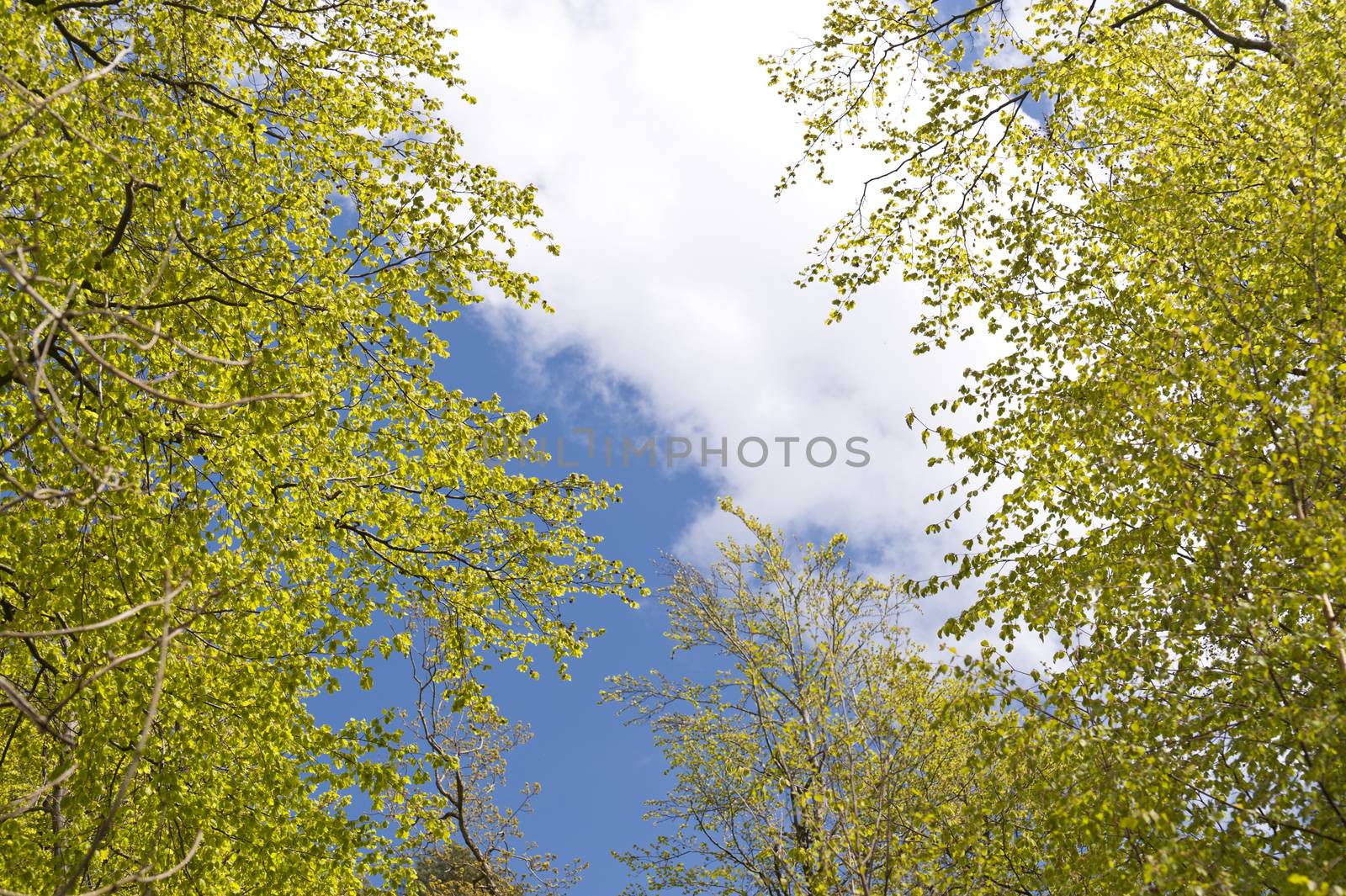 Detail of a Forest in Germany