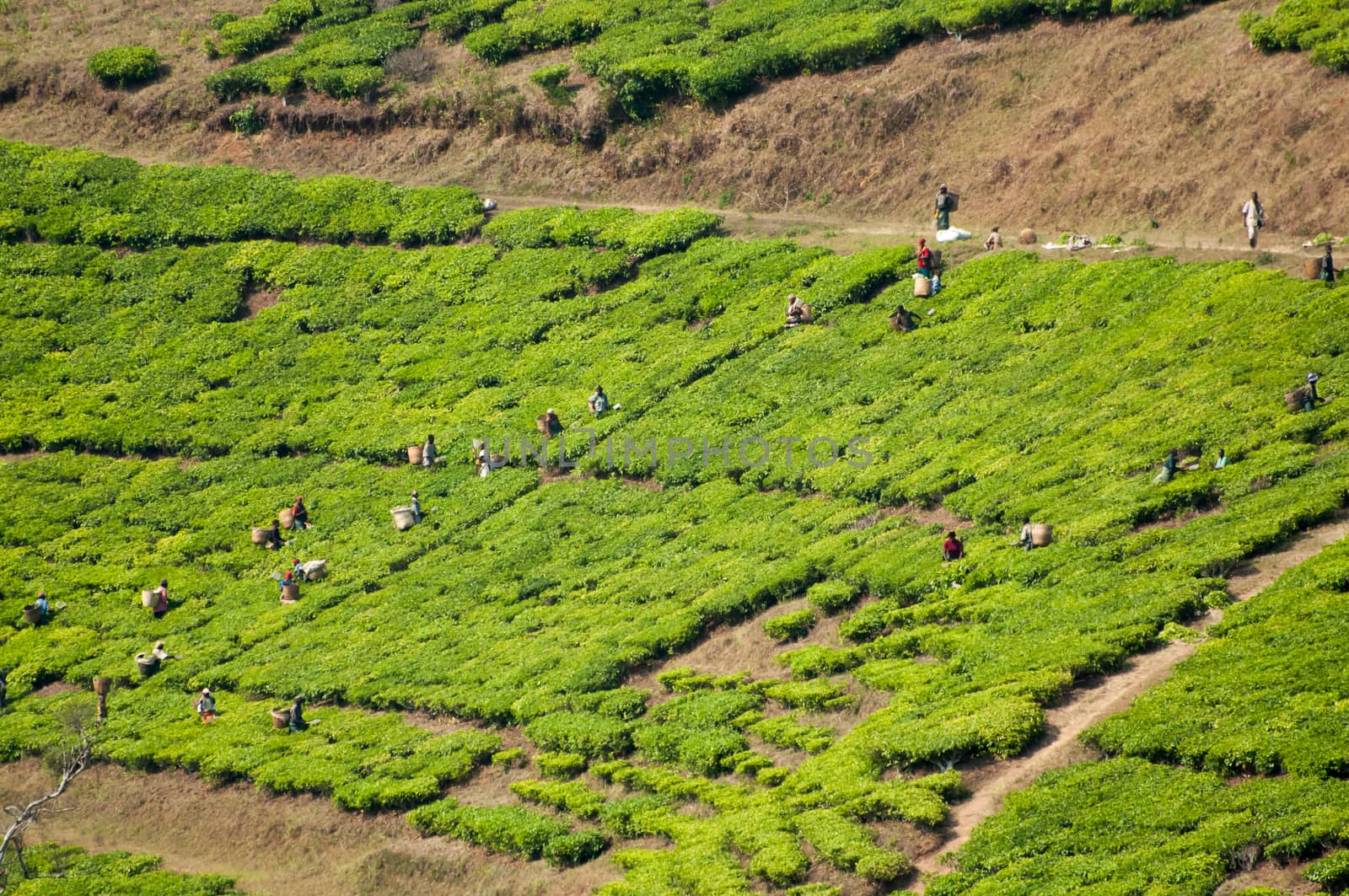 Workers Picking Tea by JFJacobsz