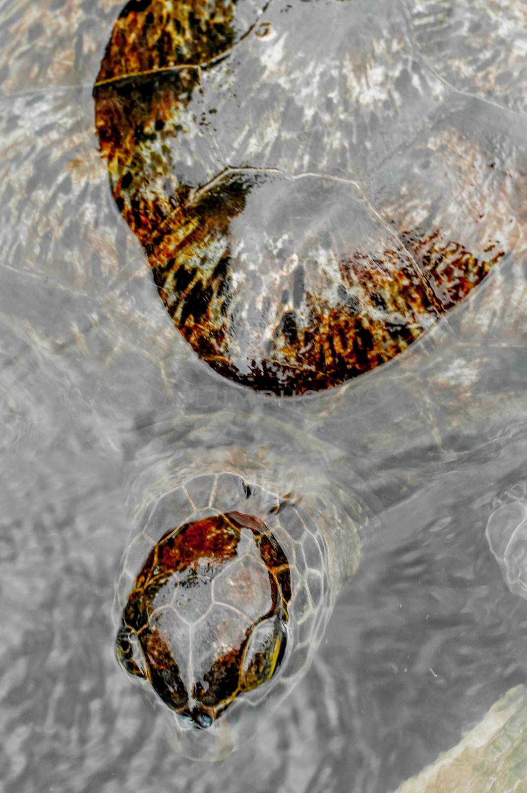 A view from directly above of a green sea turtle in the water at a sanctuary in Zanzibar.