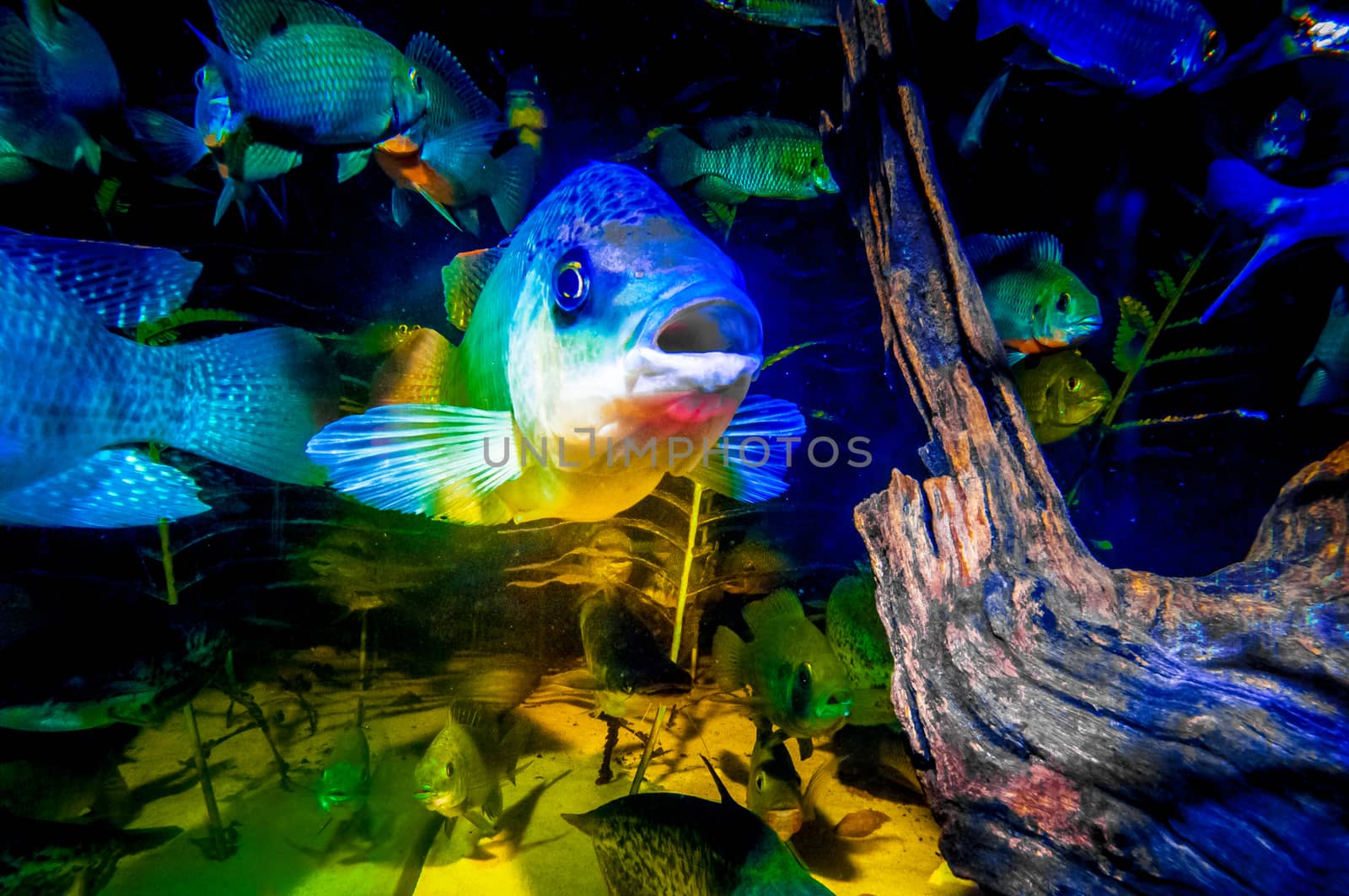 A talapia fish looks towards the camera from inside a fish tank filled with different types of fish found in the Okavango Delta.