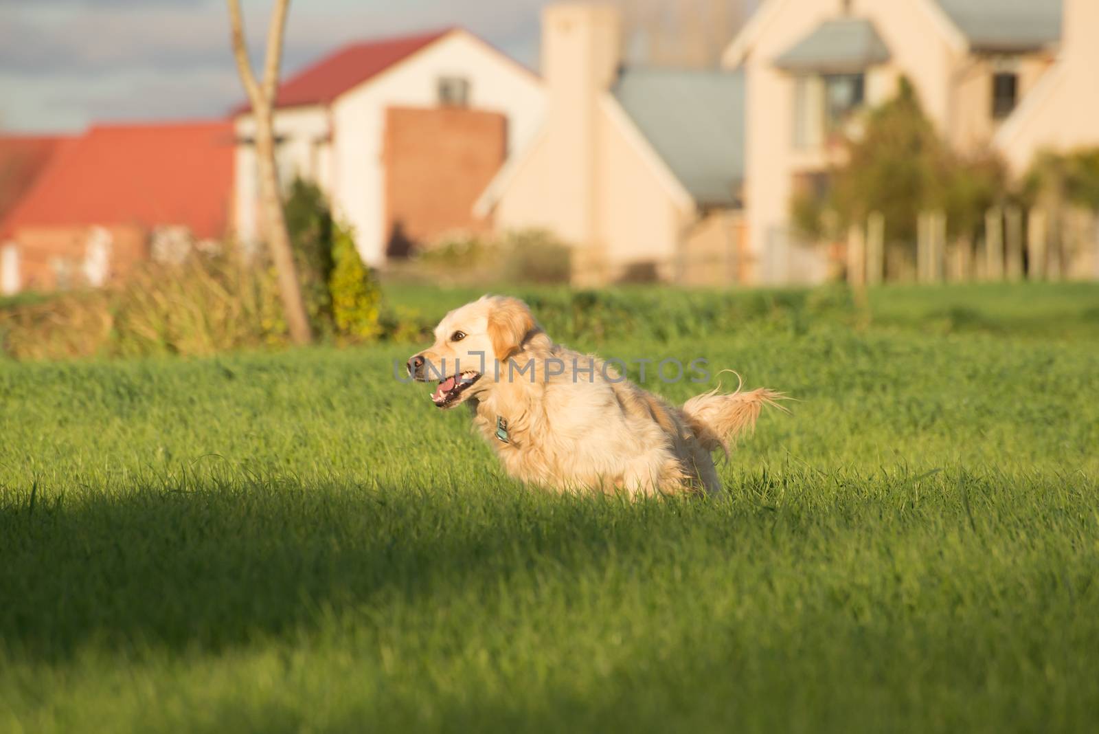 Golden Retriever Sprinting by JFJacobsz