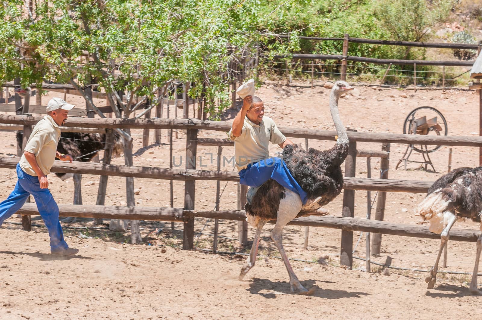 OUDTSHOORN, SOUTH AFRICA - JANUARY 3, 2015: Unidentified people doing Ostrich riding at the Cango Ostrich Farm