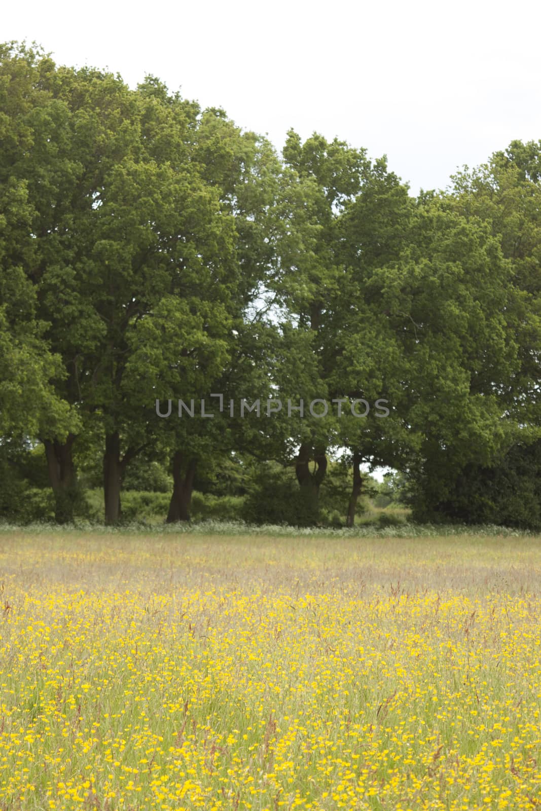 English Countryside, Holmer Green, Buckinghamshire by christopherhall