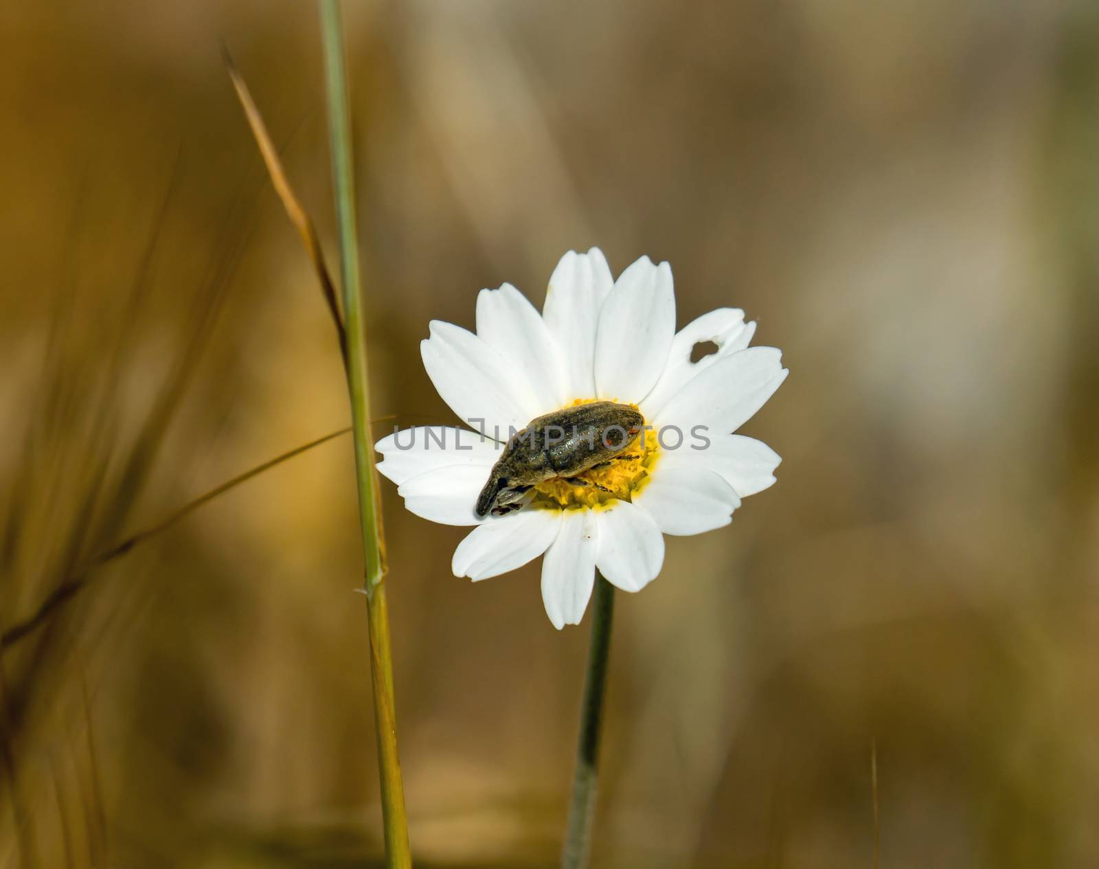 Weevil-type bug on daisy on Lesvos, Greece