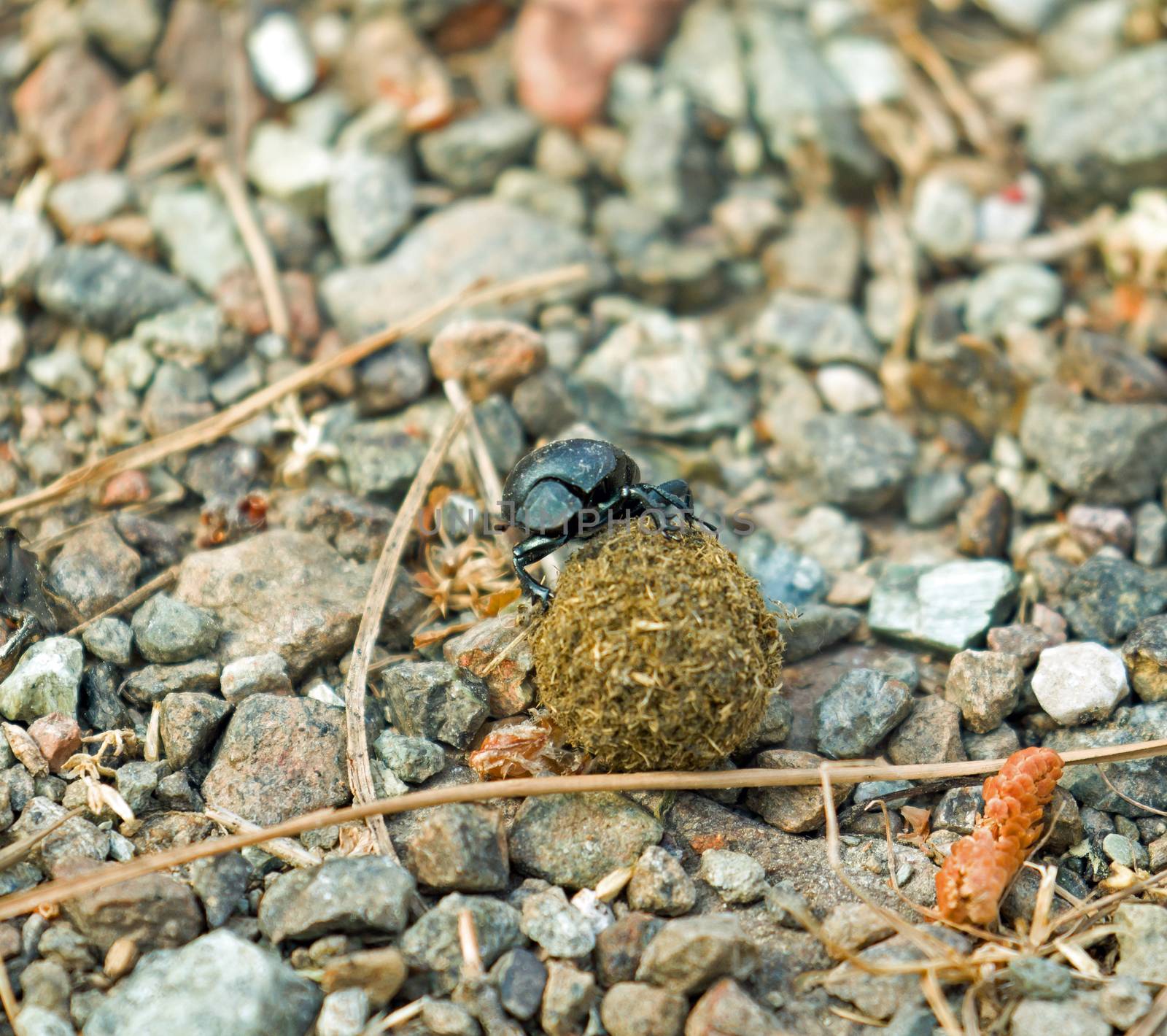 Male Dung Beetle with ball of dung