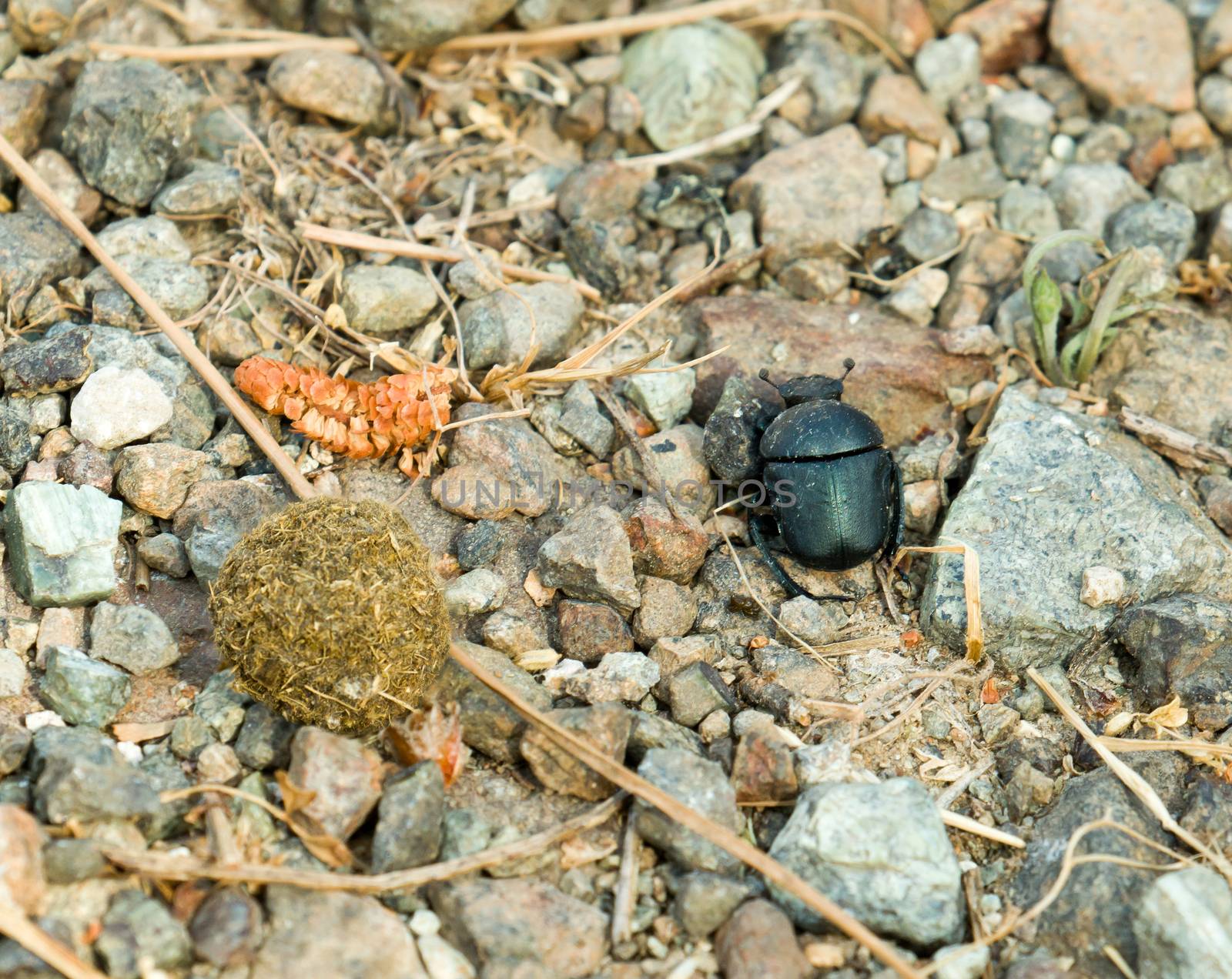Male Dung Beetle looking for suitable place to bury dung ball for female to lay eggs inside.