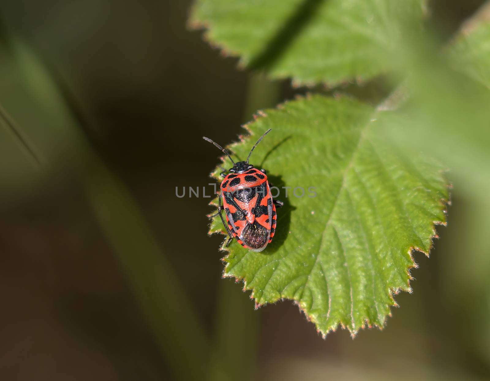 Adult Red and black Ornate Shield Bug (Eurydema ornata) on Lesvos