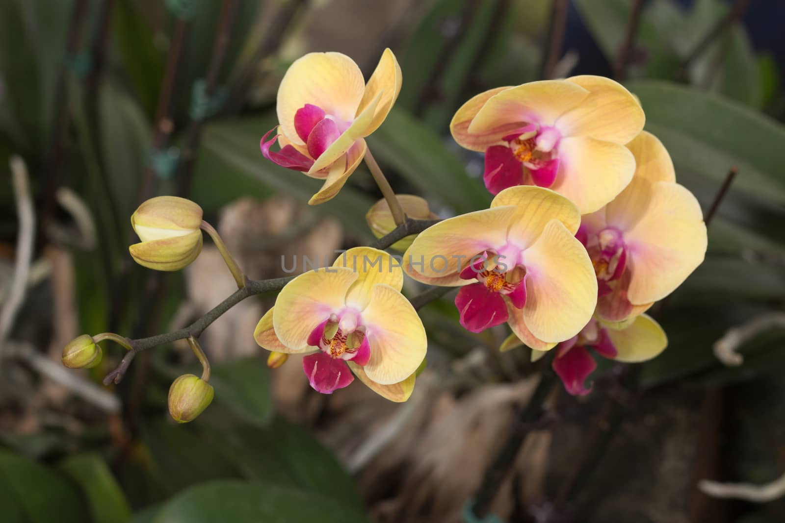 Orchid flowers, Phalaenopsis yellow and purple color