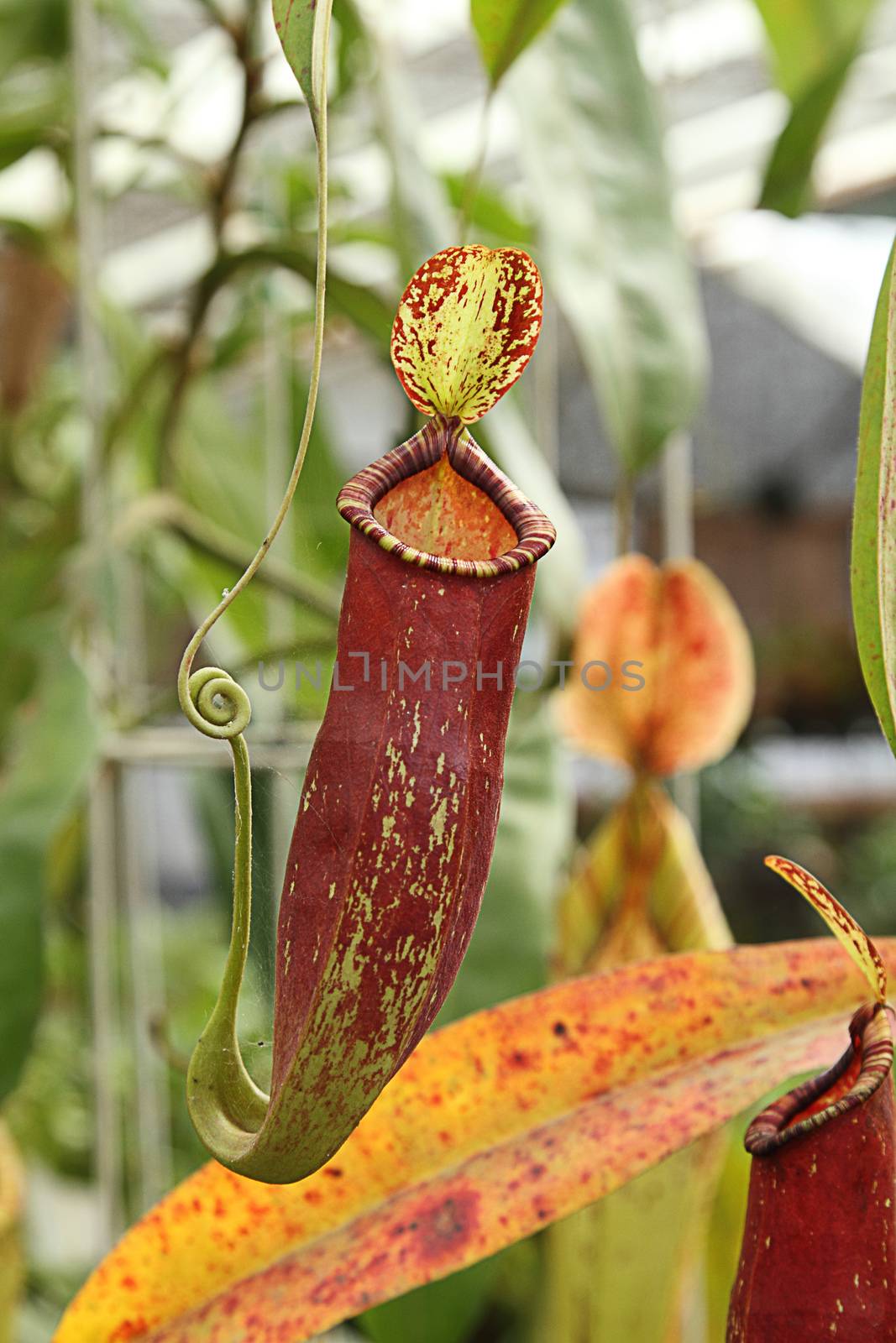 The pitcher plant Nepenthes species is a carnivorous plant