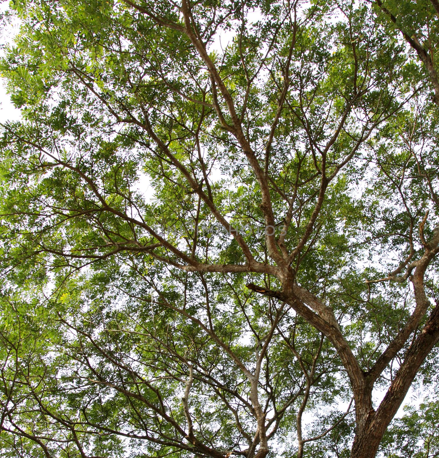 Under the tree with branch and green leaves