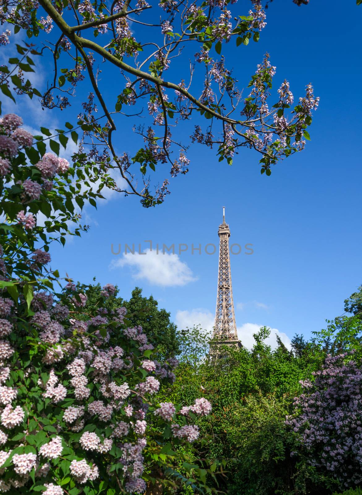 Eiffel Tower and colorful blossoming trees, Paris by siraanamwong