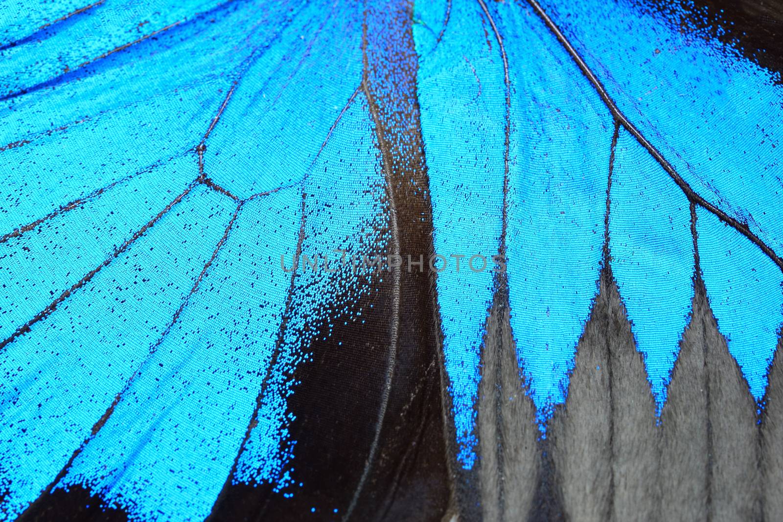 Blue butterfly wing by panuruangjan