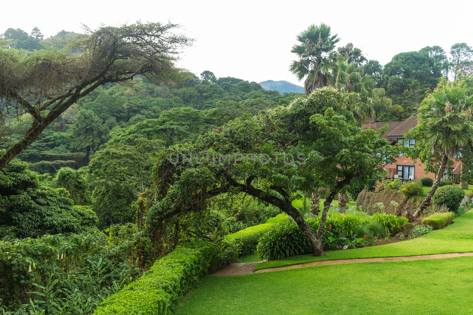 Tables set in a beautiful garden with gigantic trees in the the Mountains