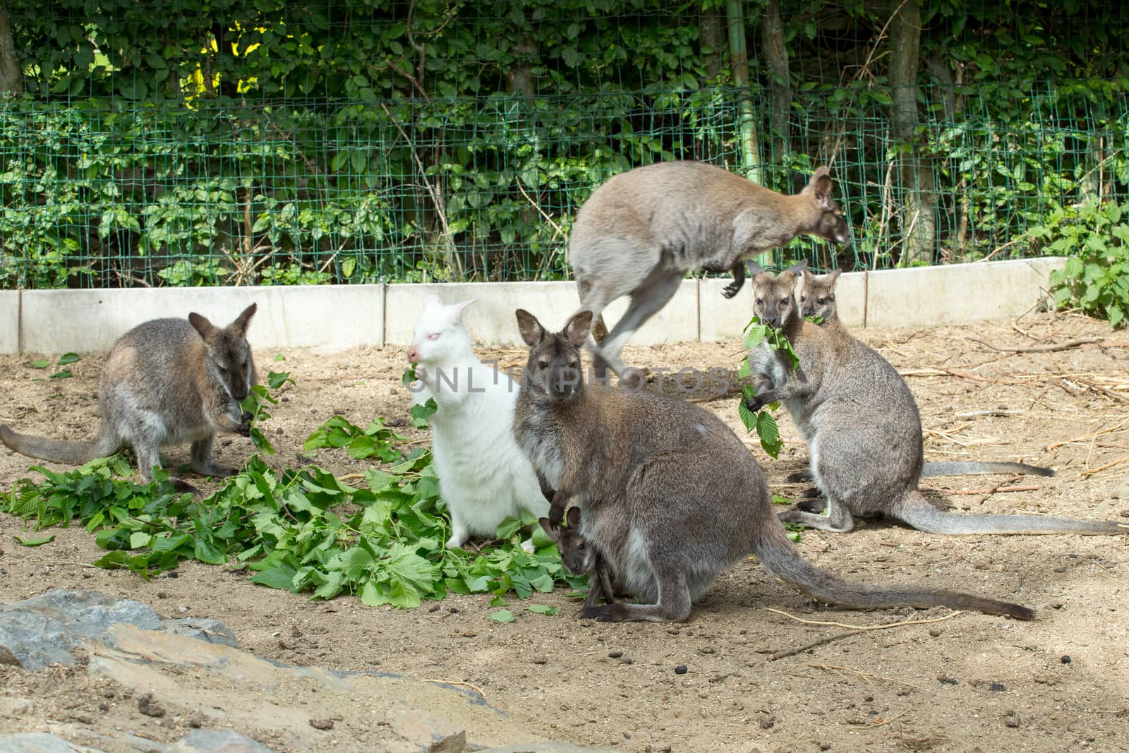 grazzing family of cute Red necked Wallaby, kangaroo with baby in bag and with white albino female
