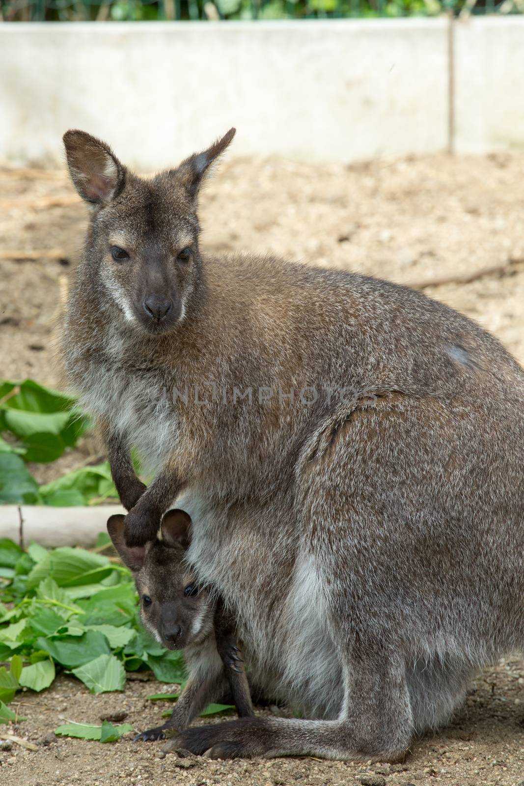 grazzing Red necked Wallaby, kangaroo with baby in bag