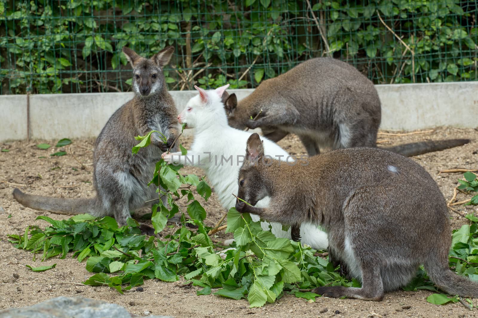 grazzing family of cute Red necked Wallaby, kangaroo with baby in bag and with white albino female