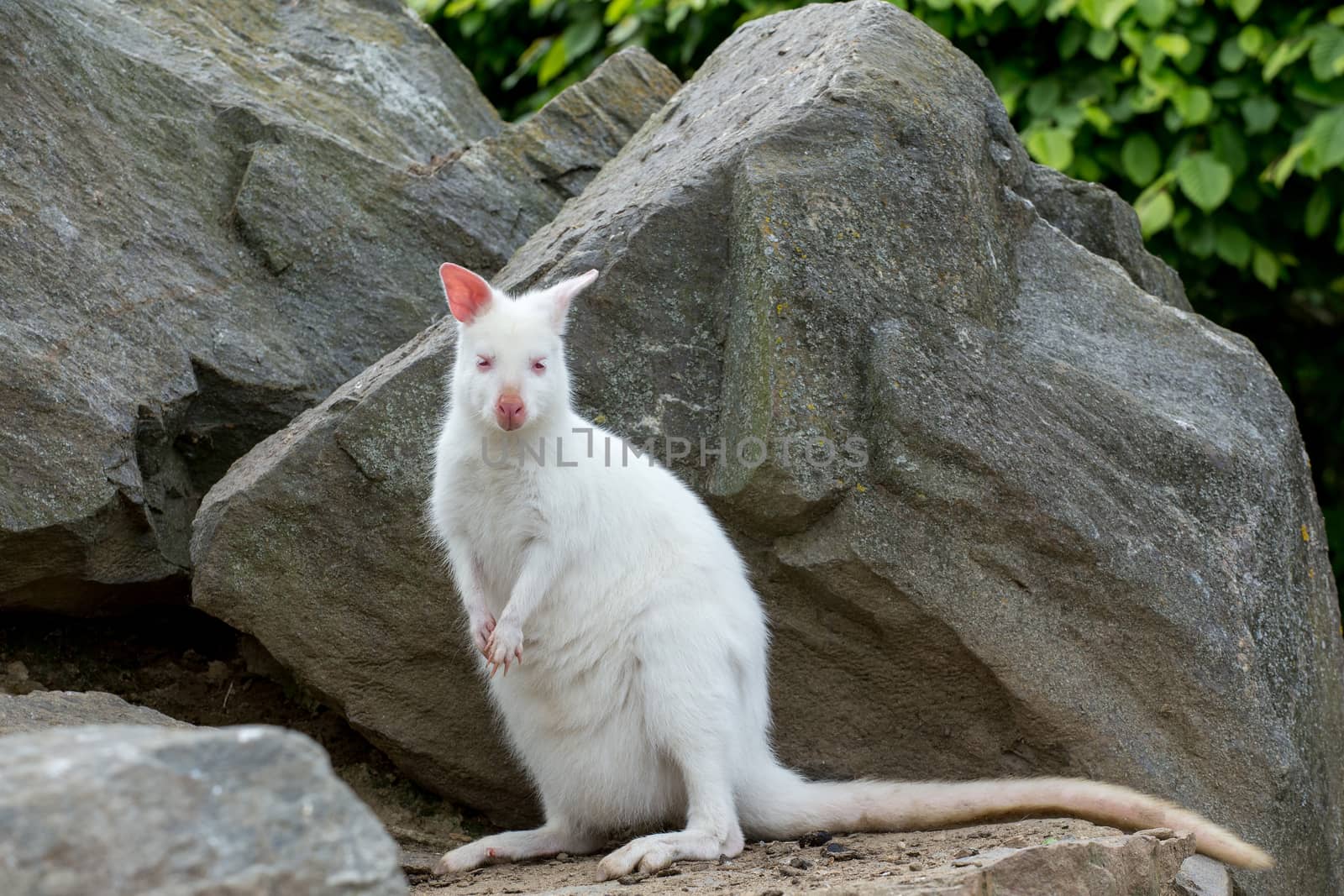 Closeup of a Red-necked Wallaby white albino female, kangaroo (Macropus rufogriseus)