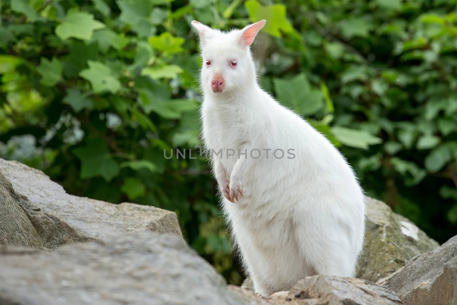 Closeup of a Red-necked Wallaby white albino female, kangaroo (Macropus rufogriseus)