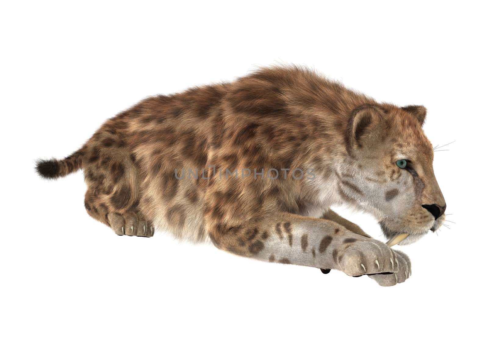 3D digital render of a big cat sabertooth isolated on white background