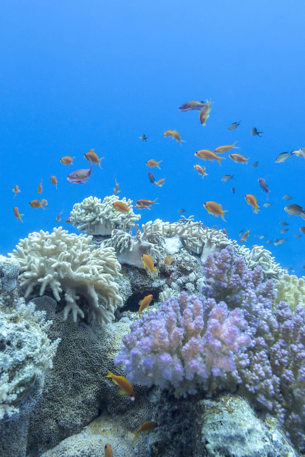  coral reef with shoal of fishes scalefin anthias, underwater by mychadre77