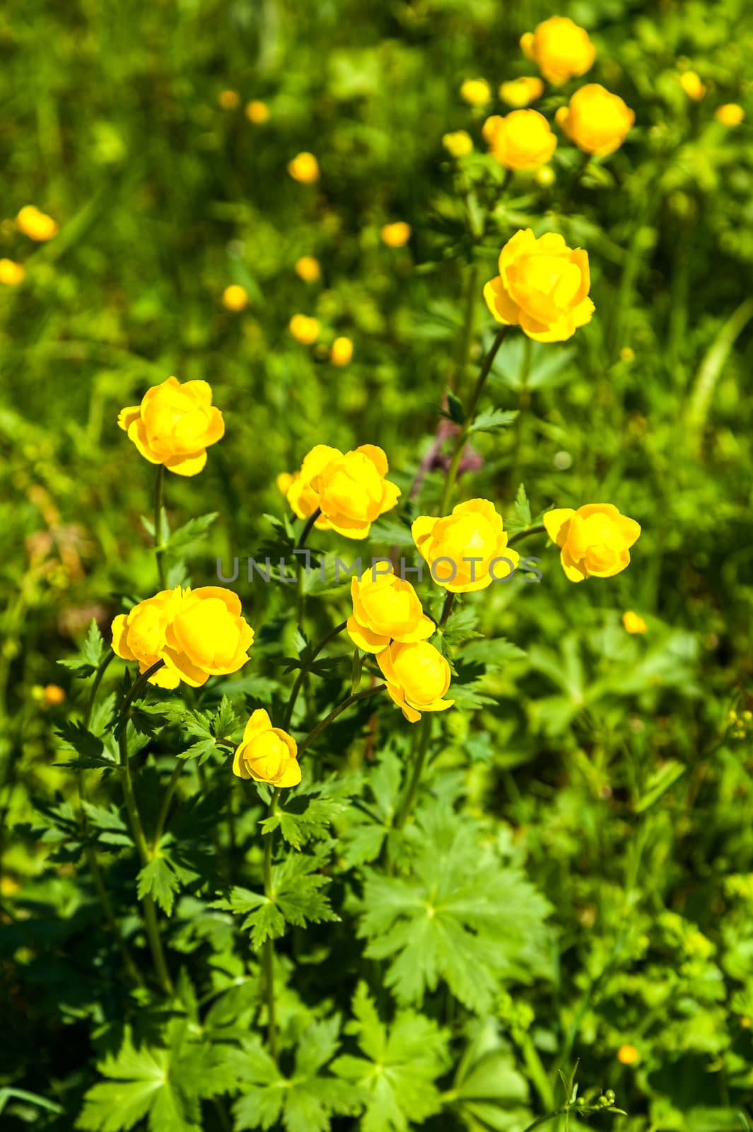 yellow flowers italmas on a green meadow