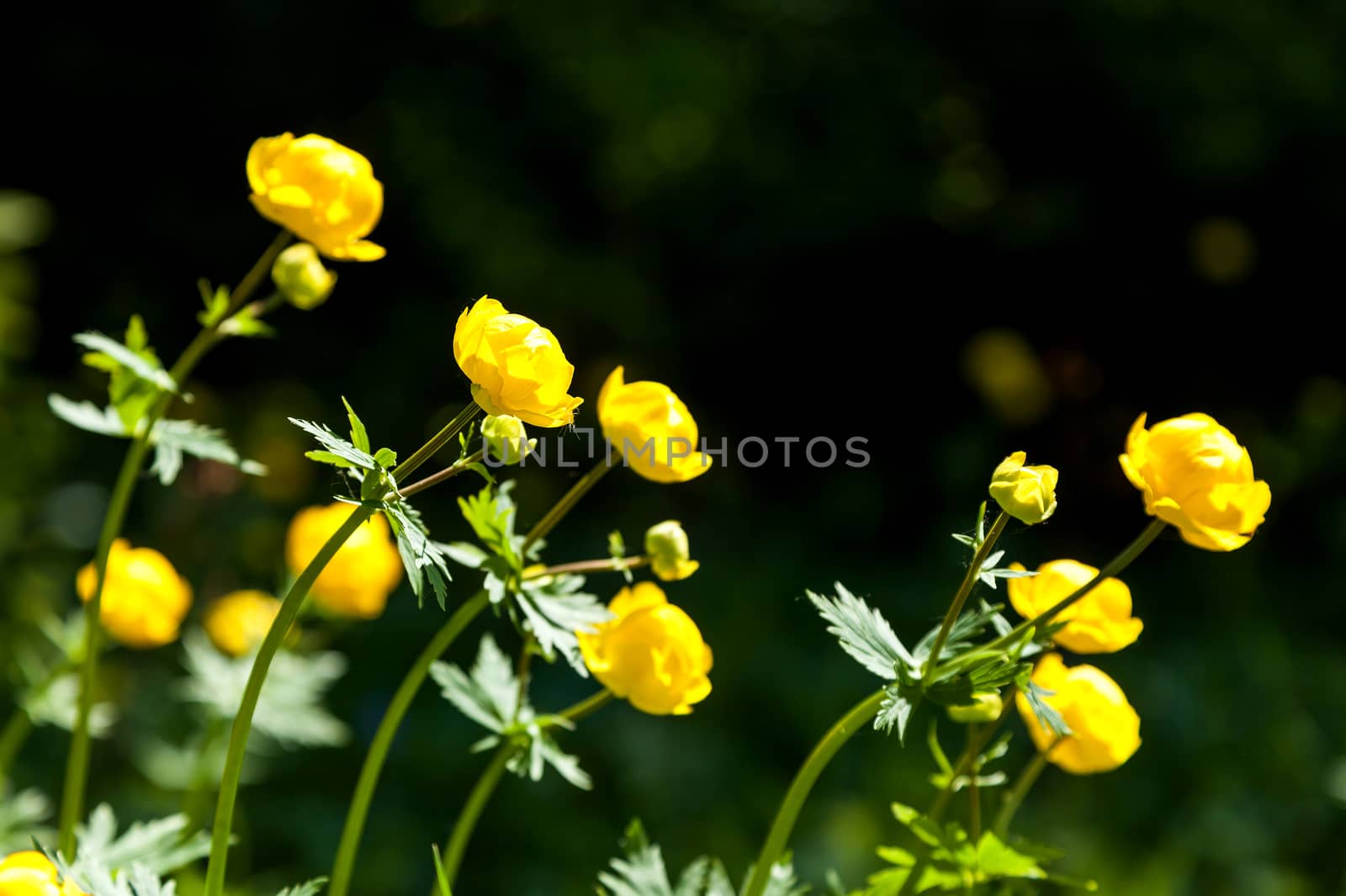 yellow flowers italmas on a green meadow