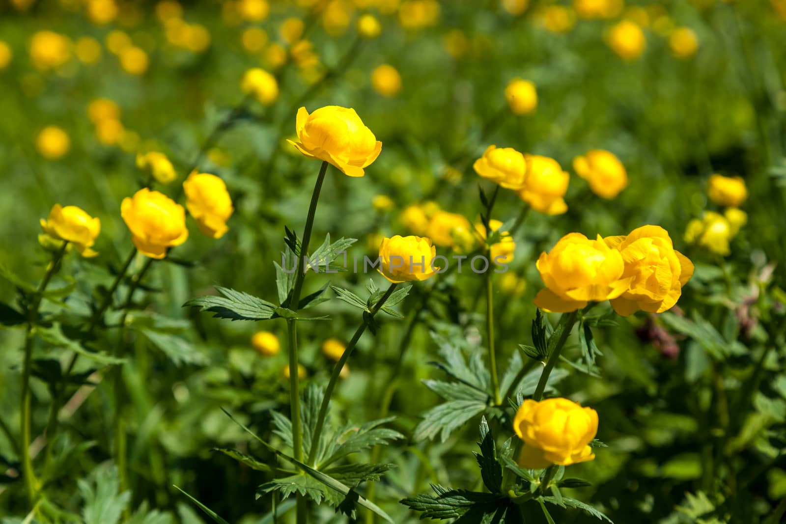 yellow flowers italmas by sveter
