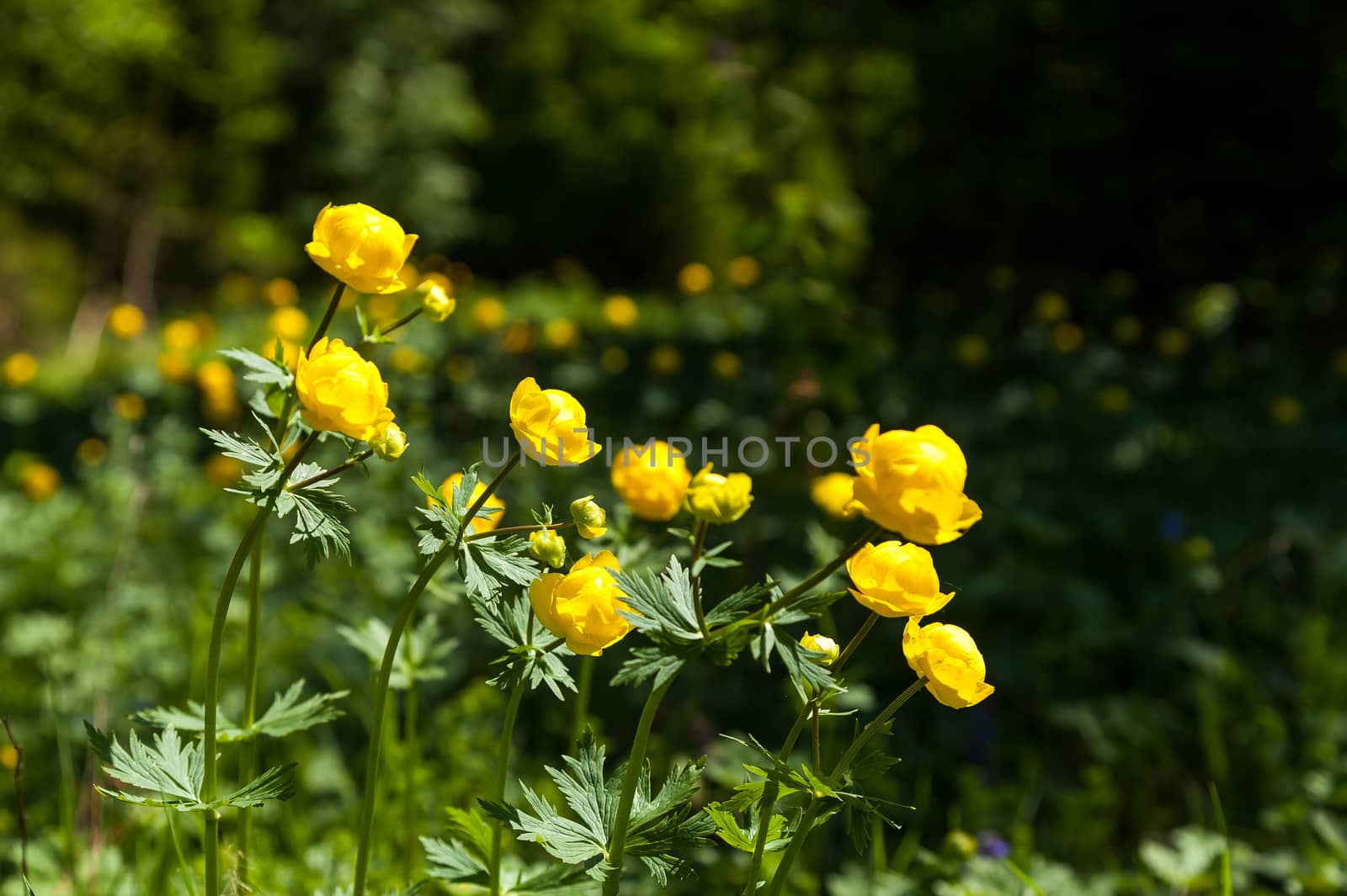 yellow flowers italmas on a green meadow