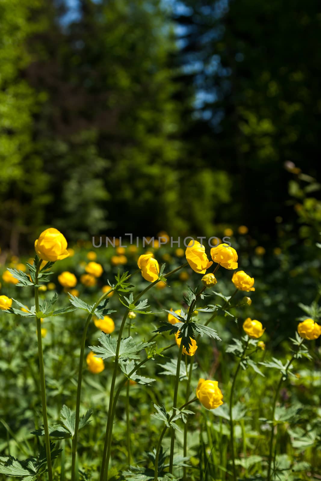 yellow flowers italmas by sveter