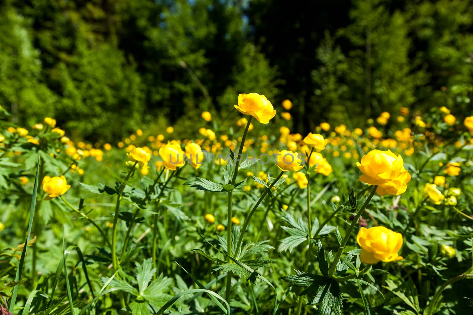 yellow flowers italmas on a green meadow