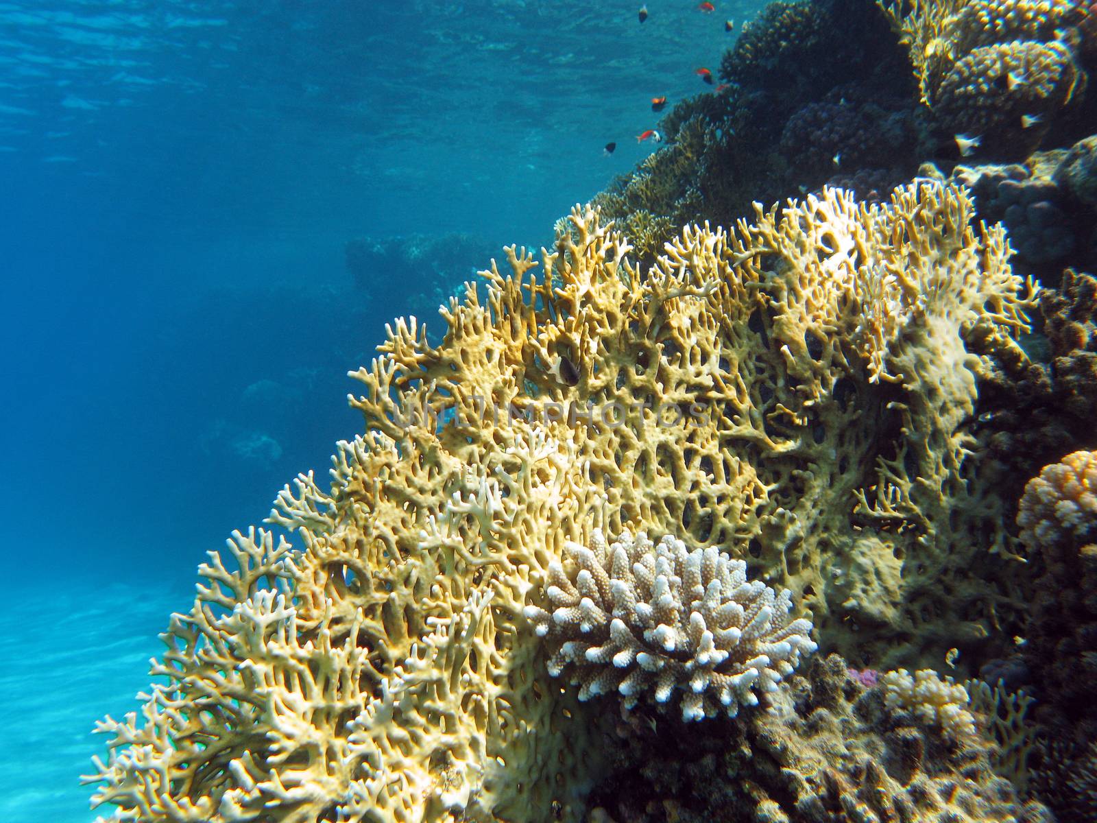 coral reef at the bottom of tropical sea on blue water background