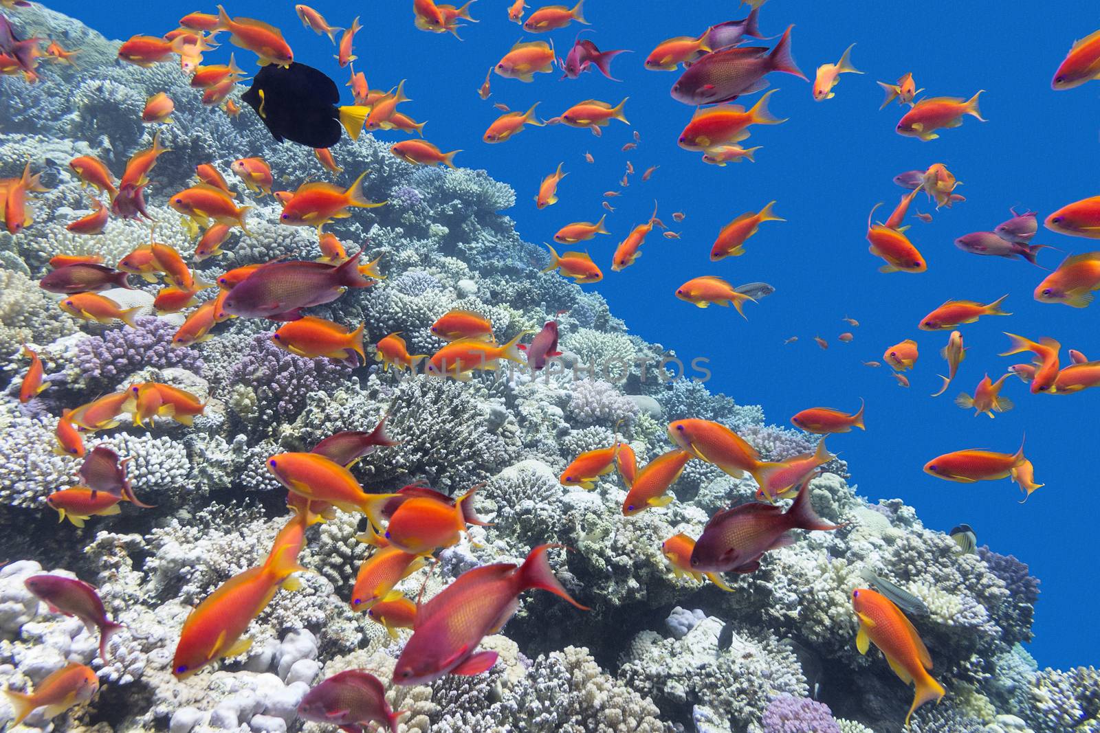  coral reef with shoal of fishes scalefin anthias, underwater by mychadre77