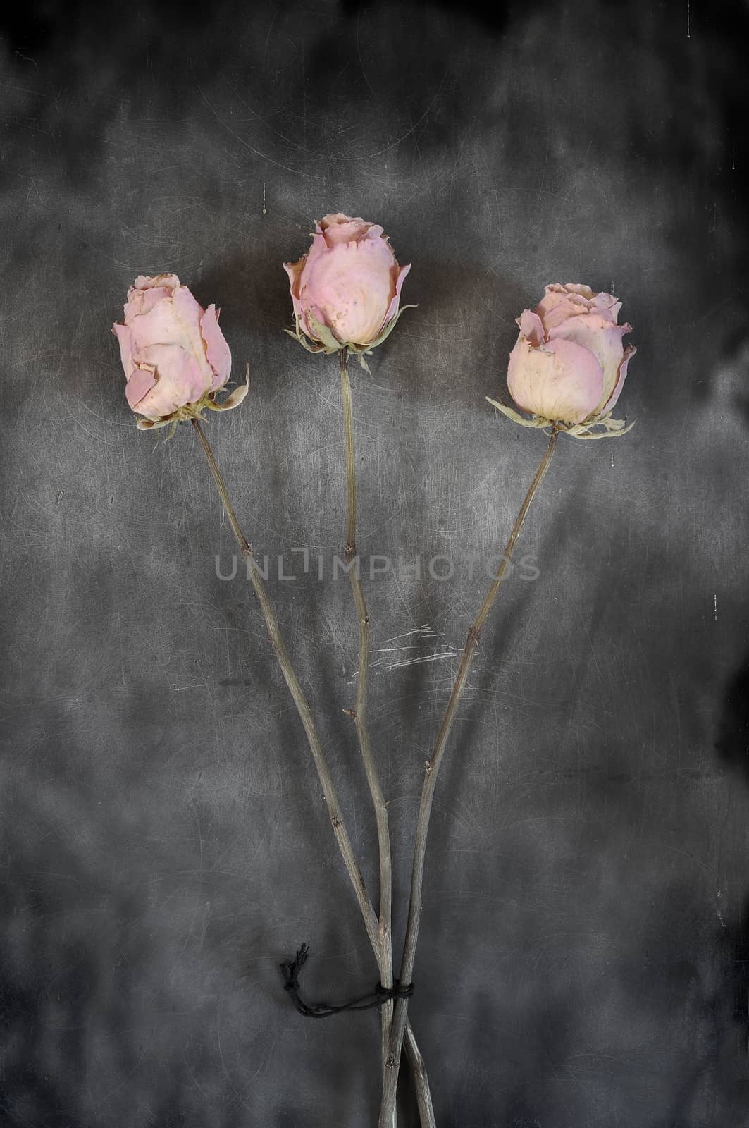 Closeup of dried roses on old chalk board.