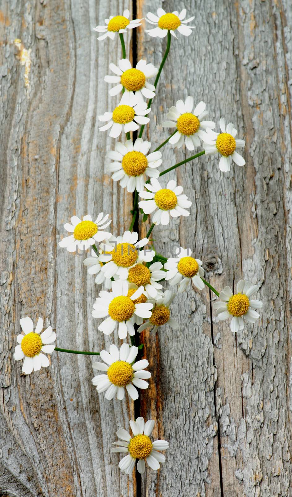 Small Garden Camomiles In a Row closeup on Rustic Wooden background