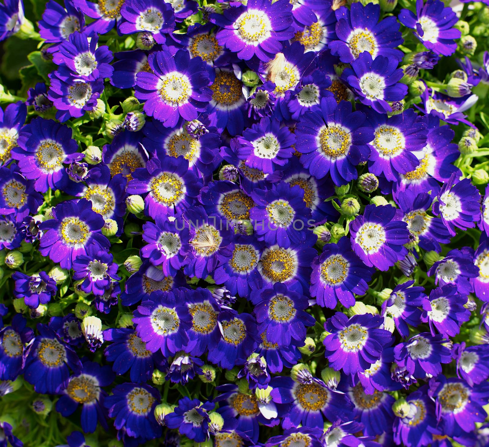 Background of Purple Daisy Flower Heads with Yellow Pollen closeup